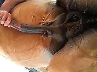 Man gives horse handjob