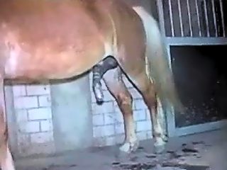 Gay handjob horse