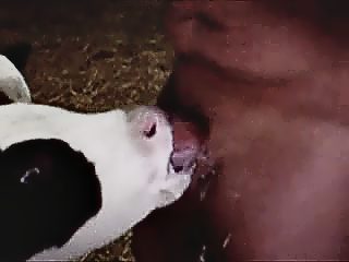 Calf sucks man