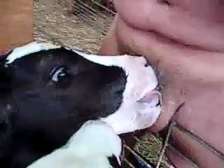 Calf sucks man