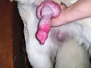 Boy jerking off dog