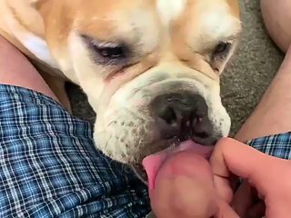 Dog licks mans dick till cum