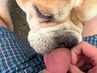 Dog licks mans dick till cum