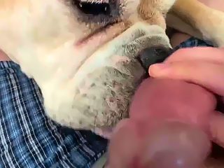 Dog licks mans dick till cum