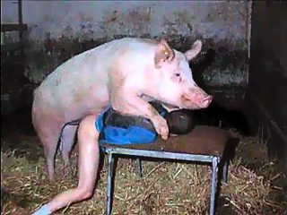 Pig man sex in pigpen