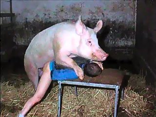 Pig man sex in pigpen
