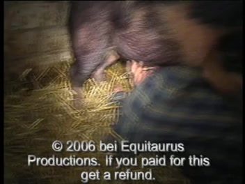 Pig cock in man ass