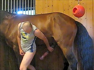 Horse fucks man