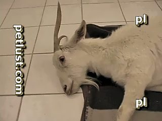 Boy and goat sex recorded on camera. Free man animal porn video